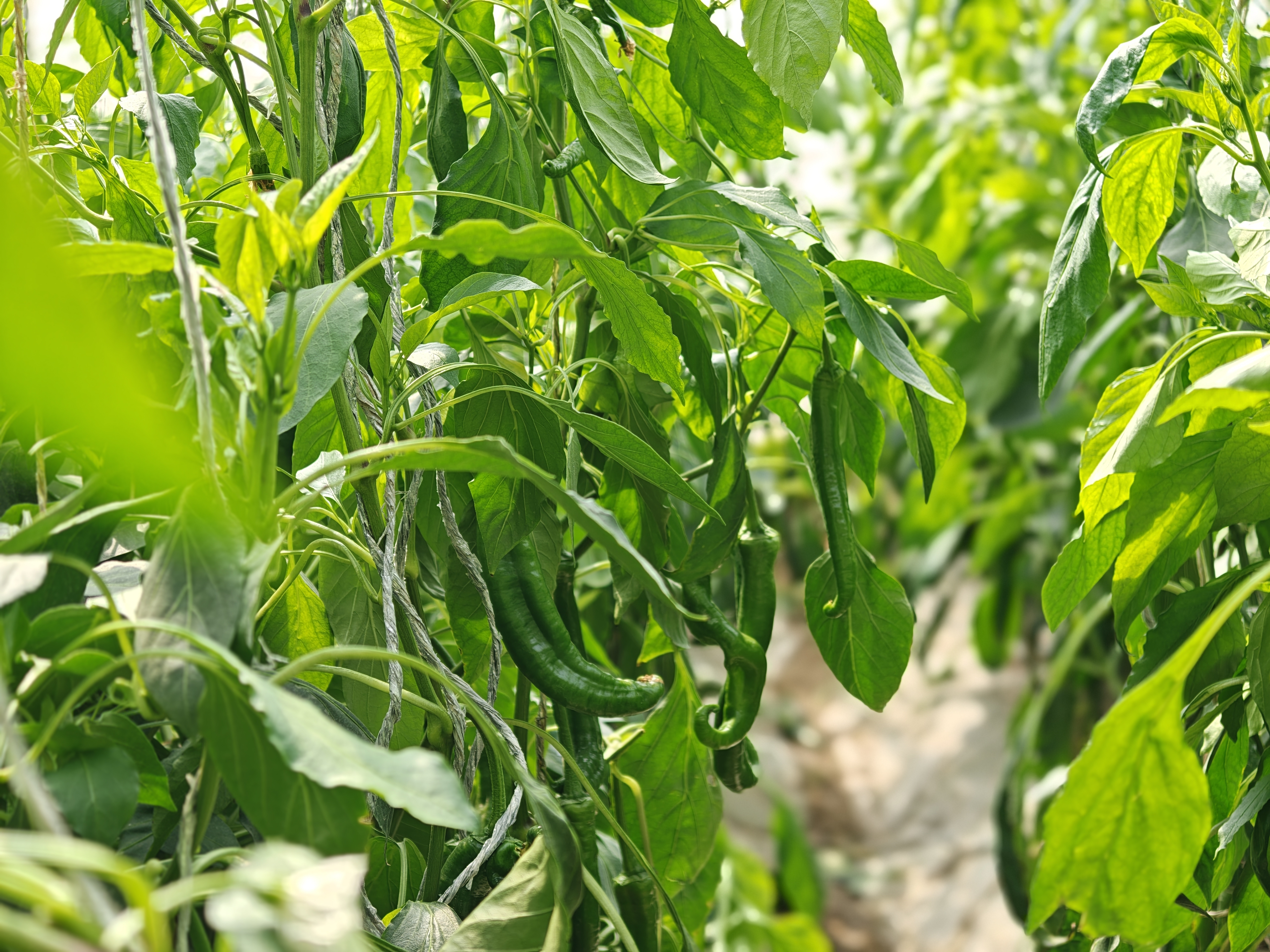 辣椒树上的翠绿陇椒.jpg